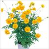 黄花コスモス ロード イエロー