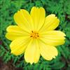 黄花コスモス レモンブライト