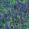 サルビア ナナディープブルー