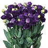 トルコギキョウ フルフル(R) バイオレット