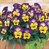 よく咲くスミレ ブルーベリーパイ