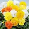 パンジー パシオ(R) シトラスカラーミックス