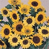 ヒマワリ 切り花用 ミックス