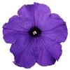 ペチュニア よく咲くペチュニア パフィン ミッドブルー