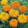 マリーゴールド マリーゴールド  大輪切り花用 混合