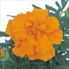 マリーゴールド デュランゴ オレンジ