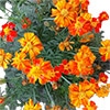 有機種子 マリーゴールド フレンチマリーゴールド ダークオレンジ