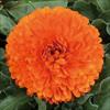 カレンジュラ（金せん花） シトラス オレンジ