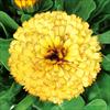 カレンジュラ（金せん花） シトラス アイボリー