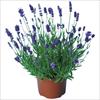 ラベンダー エレガンス パープル