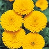 カレンジュラ（金せん花） 切り花用 黄金中安
