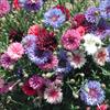 セントーレア（矢車菊） 美色混合