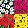 連結パック苗 6月お届け ジニア（百日草） プロフュージョン 八重咲き 4種セット