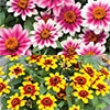 連結パック苗 5月お届け ジニア（百日草） プロフュージョン バイカラー 2種セット