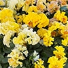 パンジー シエルブリエ イエロー系 見計らいミックス