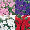 連結パック苗 6月お届け ペチュニア クリーピア(R) 4種セット
