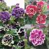 ペチュニア 花衣 4種セット