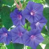 宿根アサガオ ケープタウンブルー2年生苗