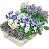 寄せ植えスリム苗 ブルーパレット 見計らい 4種セット