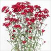 春待ち(R)苗 ダイアンサス レッド