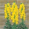 春待ち苗 キンギョソウ ソネットイエロー