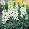 春待ち苗 キンギョソウ ソネットホワイト