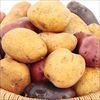 ジャガイモ 詰め合わせ タネイモ