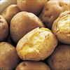 ジャガイモ 男爵薯 タネイモ