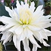 ダリア アルプスホワイト