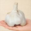 ニンニク 無臭ニンニク