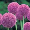アリウム ギガンチューム
