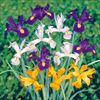 ガーデンアイリス ミックス