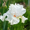 ジャーマンアイリス ノルディカ