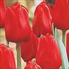 チューリップ 赤色種