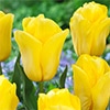 チューリップ 一重咲き ストロングゴールド
