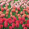 チューリップ バンエイク 4種セット