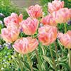 チューリップ 八重咲き ハッピーアップスター