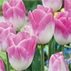 カラーパレット(R) チューリップ 一重咲き シンフォニー