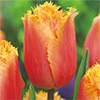 チューリップ フリンジ咲き ランバダ