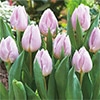 チューリップ 一重咲き キャンディープリンス