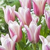チューリップ ユリ咲き サンネ