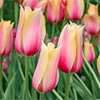 カラーパレット(R) チューリップ 一重咲き ブラッシングレディ