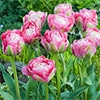 カラーパレット(R) チューリップ 八重咲き ダブルシュガー