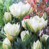 カラーパレット(R) チューリップ 八重咲き ホワイトバレー