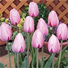 国産球チューリップ 超特大球一重咲き ピンクインプレッション