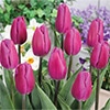 国産球チューリップ 超特大球一重咲き パープルフラッグ