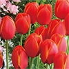 国産球チューリップ 超特大球一重咲き ワールドフェバリット