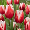カラーパレット(R) チューリップ 一重咲き タイムレス