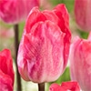 チューリップ 一重咲き ガンダーラプソディー