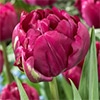 チューリップ 八重咲き ロイヤルエーカーズ